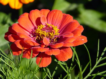 Close-up of orange flowering plant