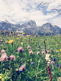 Close-up of wildflowers growing in field against sky