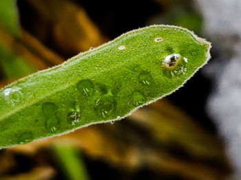 Close-up of green insect on leaf