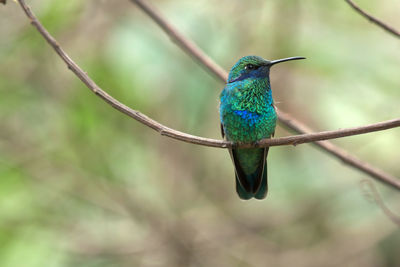 Bird perching on a branch