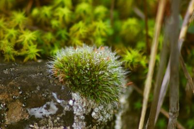Close-up of plant growing on field