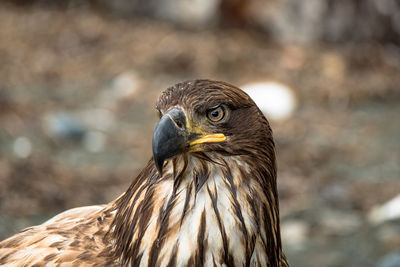 Close-up of eagle