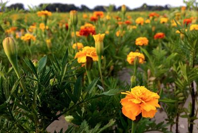 Close-up of yellow flowers in field