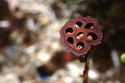 Close-up of rusty metal against blurred background