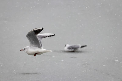 Seagulls flying in snow
