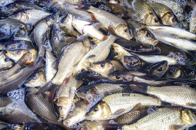 High angle view of fish for sale in market