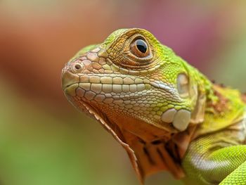 Close up of lizard iguana