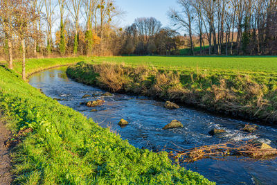 Scenic view of river flowing through forest