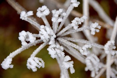 Close-up of frozen plant