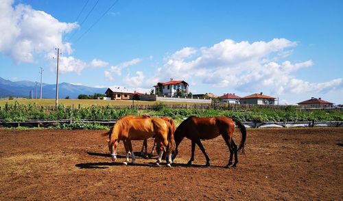 Horses in ranch against sky