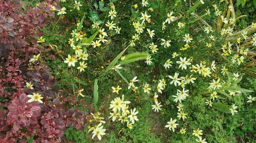 Close-up of flowering plants and leaves on field
