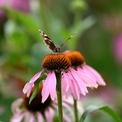 Close-up of butterfly pollinating on pink flower