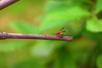 Close-up of ant on leaf