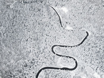 High angle view of animal on snow covered land