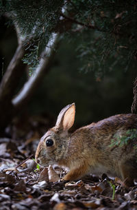 Close-up of rabbit on field