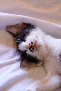 Close-up of cat lying on bed