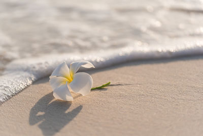 A flower on a beach with background 