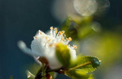 Close-up of white flowering plant