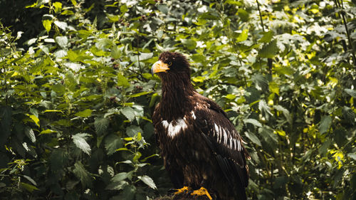 Bird perching on a tree