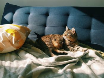 Close-up of cat sitting on sofa at home