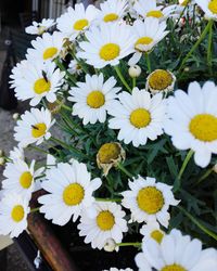 Close-up of white daisy flowers