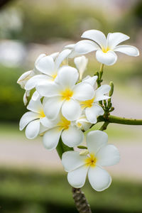 Close-up of white flowers blooming outdoors