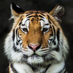 Close-up of a tiger