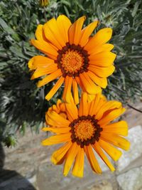 Close-up of daisy flowers