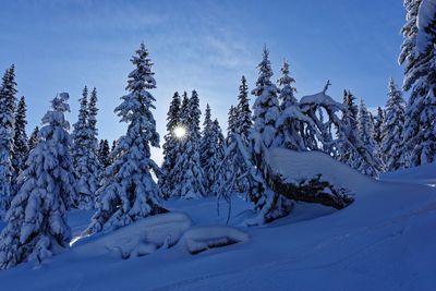 Pine trees on snow covered field against sky