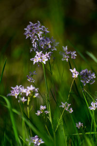 Close-up of flowers blooming outdoors