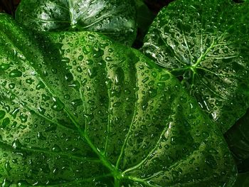 Close-up of wet plant leaves during rainy season