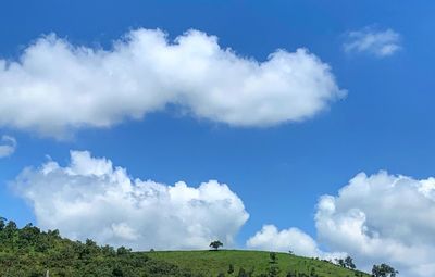 Low angle view of trees on field against sky