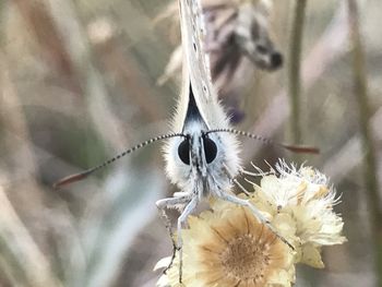 Close-up of insect on flower