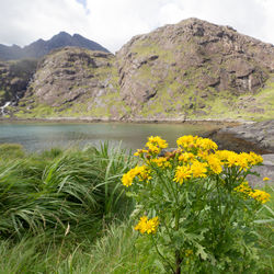 Yellow flowers on landscape with mountain range and the sky