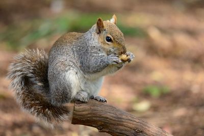 Close-up of squirrel