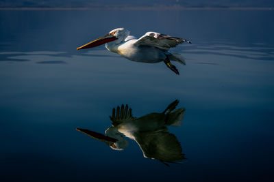 Bird flying against sky