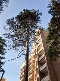 Low angle view of trees and buildings against sky