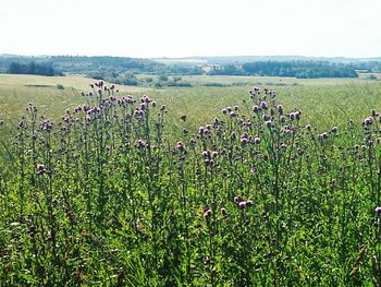 Full frame shot of plants growing in field