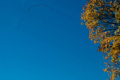 Low angle view of tree against clear blue sky