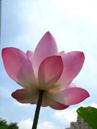 Low angle view of pink lotus against sky