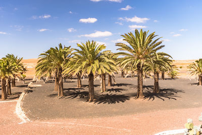 Palm trees on beach against sky