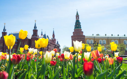 View of tulips against building