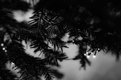Close-up of pine tree and leaves