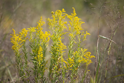 Bouquet of goldenrod plant solidago in an overgrown meadow