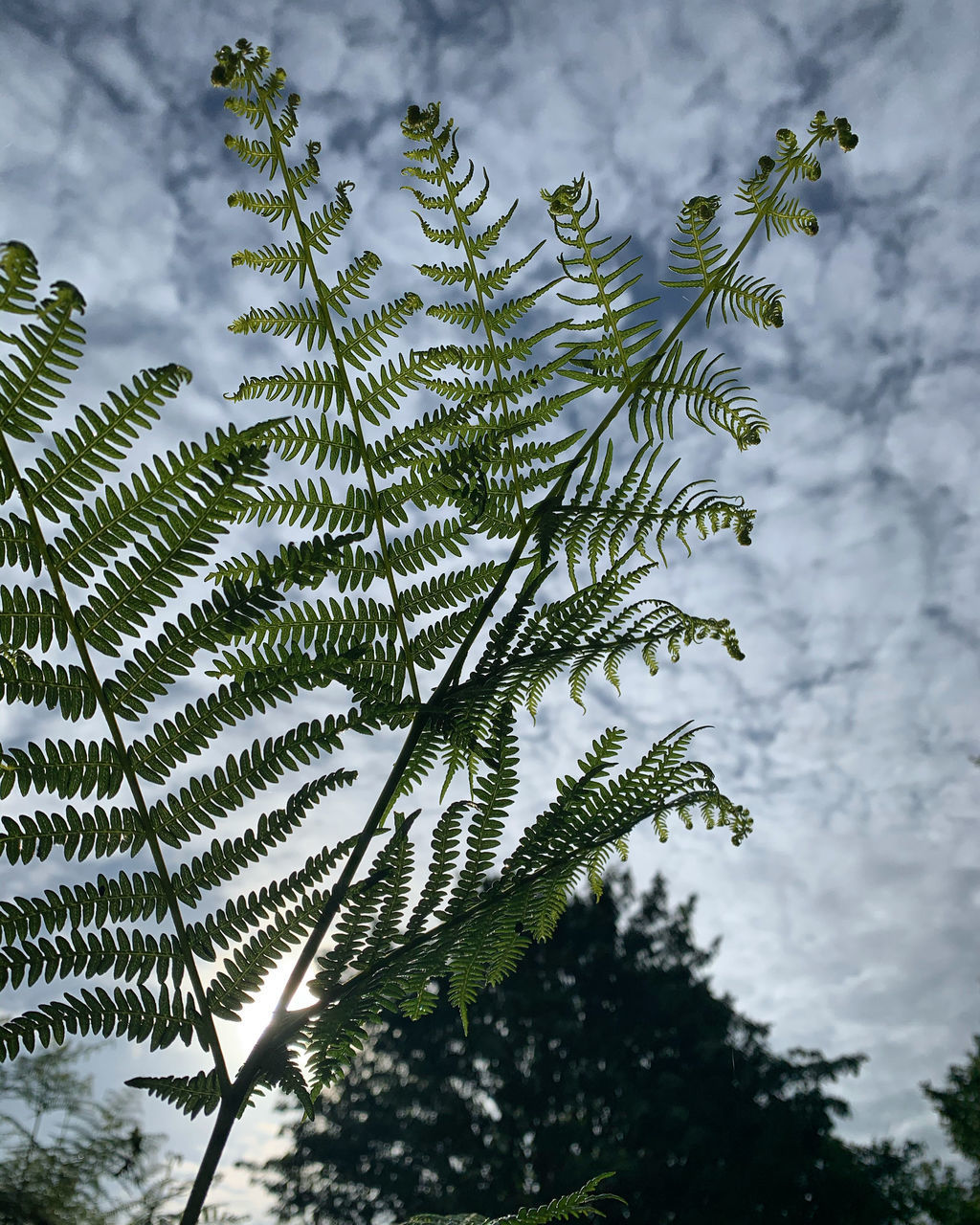 LOW ANGLE VIEW OF PINE TREE