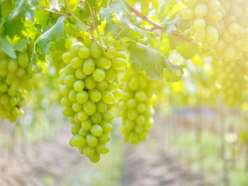 Close-up of grapes growing in vineyard