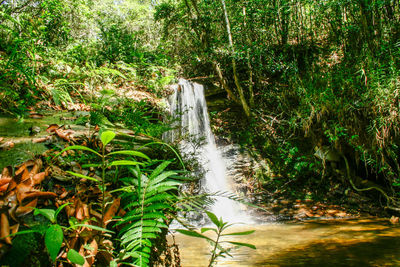 Scenic view of waterfall in forest