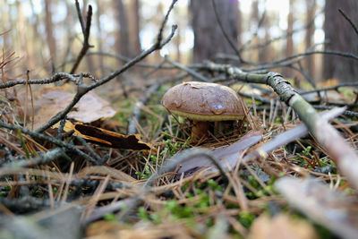 Close-up of mushroom growing on field