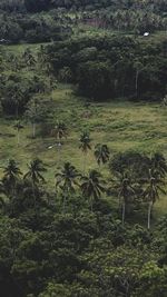 High angle view of trees on field