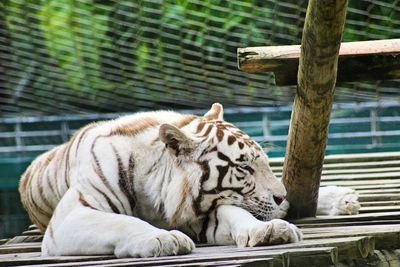 White tiger resting on wood in zoo